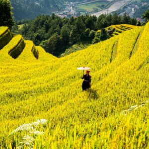 mountains, plateau, step, field, people, nature, rice, countryside, outdoors, agriculture
