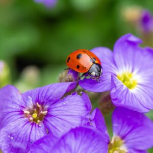 marienkäfer, insekt, glücksbringer, punkte, blüte, bestäubung, frühling, strauch, farbe, blätter, pollen