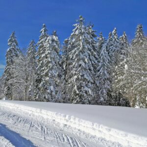 A stunning winter landscape featuring snow-covered trees under a clear blue sky.