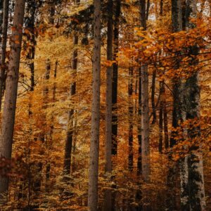 Explore the vibrant autumn foliage in Schwangau's forest with tall trees and orange leaves.